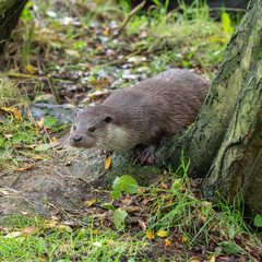 Eurasian otter (Lutra lutra) on a grass bank