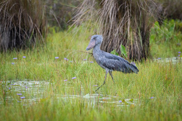 The Shoebill, Balaeniceps rex or Shoe-Billed Stork. The majestic bird of the wetlands and an excellent fisherman is in typical green environment. Walking in the grass od Uganda wetlands. ..