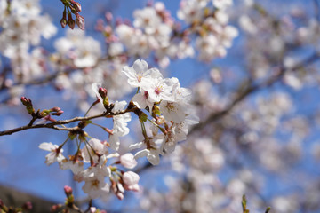 桜（満開、空、花見、春、卒業、入学など）