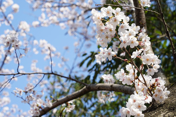 桜（満開、空、花見、春、卒業、入学など）
