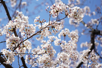 桜（満開、空、花見、春、卒業、入学など）