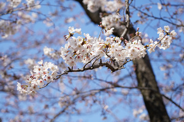 桜（満開、空、花見、春、卒業、入学など）