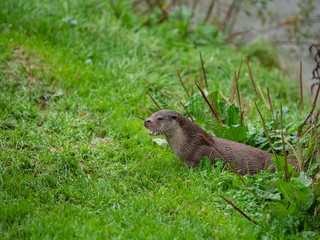 Eurasian otter (Lutra lutra) on a grass bank