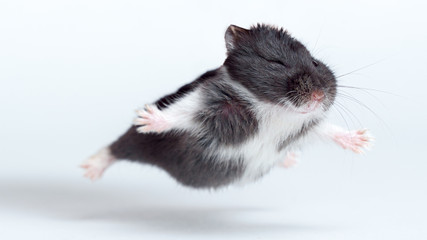 Flying Hamster isolated on the white background