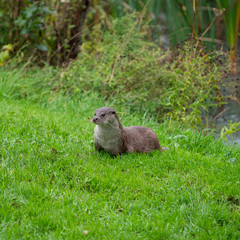 Naklejka na ściany i meble Eurasian otter (Lutra lutra) on a grass bank