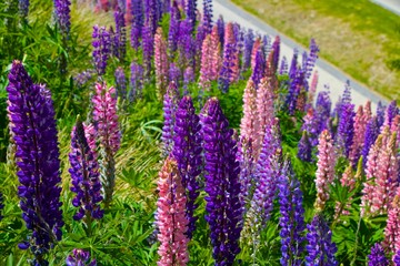 field of lavender