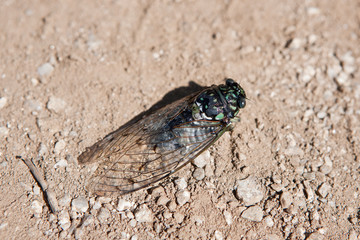 Cicada seen from the park.
