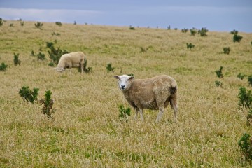 Naklejka na ściany i meble Moutons en Nouvelle-zélande