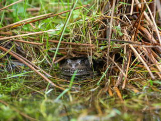 Marsh frog ( Pelophylax ridibundus ) in water