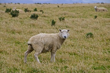 Moutons en Nouvelle-zélande