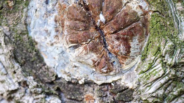 Macro slider video of a view into the knothole of a needle tree with resin 2