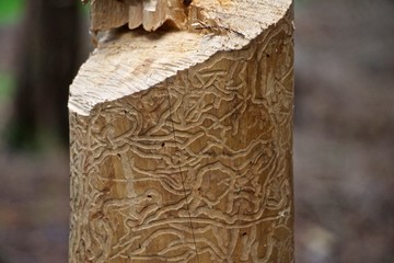 cut tree trunks