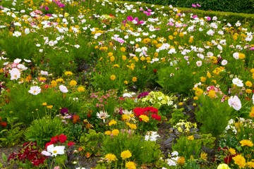 flowers in the garden