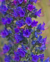 bee on flower