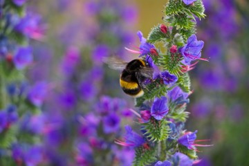 bee on lavender