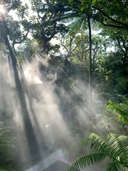 Fototapeta na wymiar Rays of sunlight and Green Forest