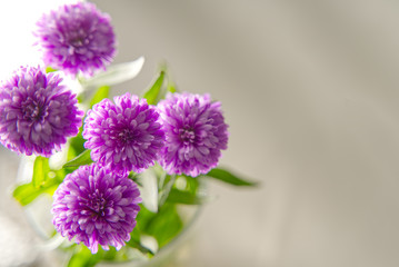 Closeup of beautiful blooming China aster. Flowers plants at home. Sunlight shines on the dahlia through the window