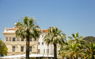 Palm tree and old buildings at Riva street in Split, Croatia