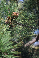 Pine branch with cones close up. Pine needles close up. Vertical photo. Pine branch background texture