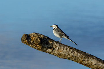 Side plan of, Motacilla Alba walking on a trunk, with blue background.