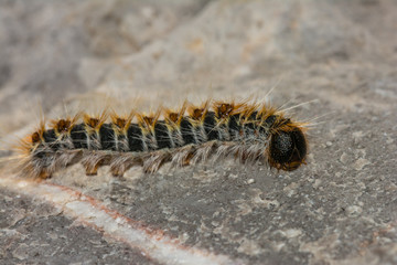 Side macro plan of, caterpillar Pine Processionary Thaumetopoea pityocampa, on a stone.