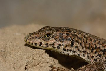 Macro side view of Podarcis Hispanica lizard on a stone