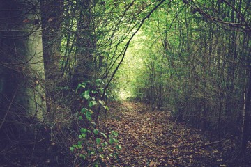 Waldlicht
