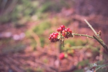 Waldbeeren