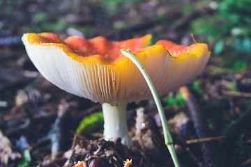 Pilz