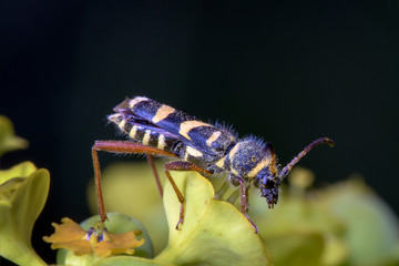 Close-up view of the beetle Clytus planifrons on a yellow flower of Euphorbia amygdaloides. Black background