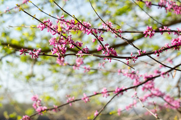 A cluster of pink blooms. The first spring flowers.