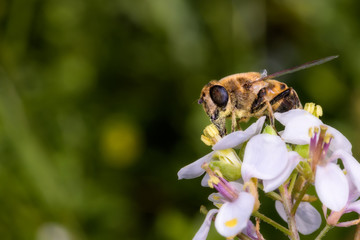 Side macro plan of,  fly Ercaalis tenax, sucking nectar from a white flower of Diplotaxis erucoides