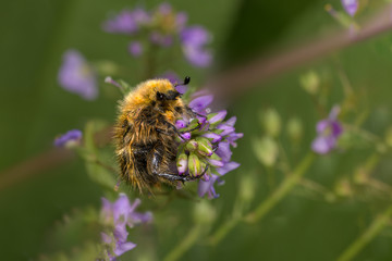 Close up view of Tropinota hirta beetle on purple mauve flowers