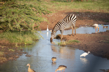 Fototapeta na wymiar zebra at a waterhole