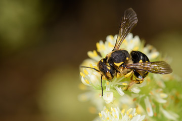 Close-up of bee Anthidium manicatum on a Sedum sediform flower.