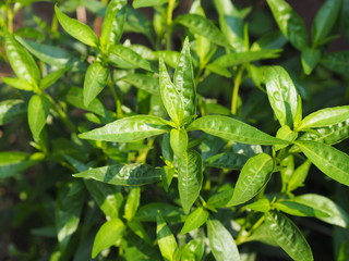 Thai herbs relieve sore throat, reduce fever, heat up the cold green vegetable, King of bitters The...