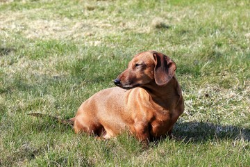 A red-haired smooth-haired Dachshund sits on the lawn waiting for hunting, a medium-sized Dachshund
