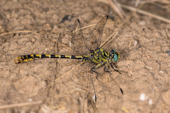 Top view, of the dragonfly Onychogomphus forcipatus, sunbathing in the morning.