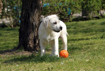 yellow labrador in the park