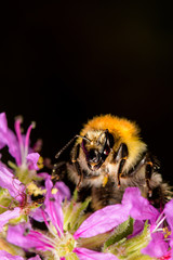 Front plan, of bee Bombus pascuorum, on a pink flower.