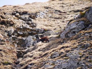 Bad Hindelang, Deutschland: Eine allgäuer Gams
