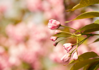blooming sakura in spring in the park