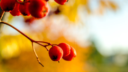 Kolory jesieni w Polsce © Franciszek