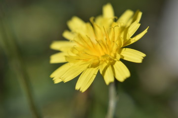 Yellow Flower