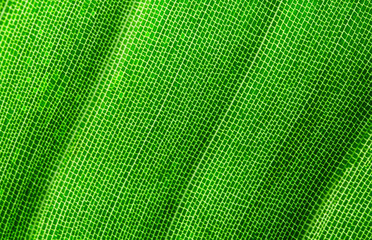 Green leaf texture close up. Nature background