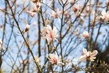Kwiaty magnolii kwitnące na gałęziach drzewa wiosną © Joanna