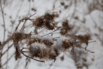winter in the forest