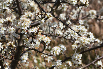 Blüte der Schlehe, Prunus spinosa, dichte weiße Blütenpracht