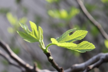 Feuilles de figuier et bourgeons au printemps - Commune de Corbas - Département du Rhône - France