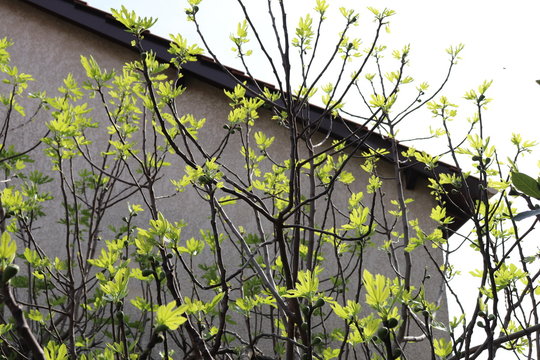 Feuilles de figuier et bourgeons au printemps - Commune de Corbas - D&eacute;partement du Rh&ocirc;ne - France